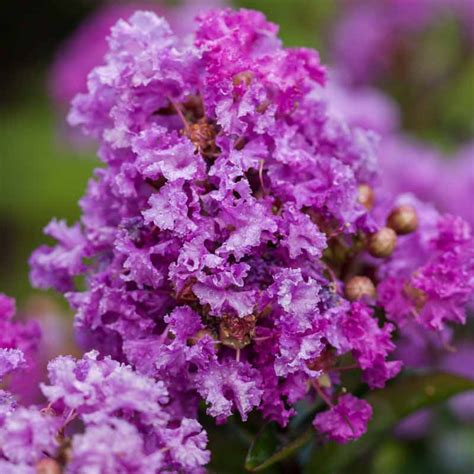 The Artistry of Purple Magic: Exploring Photographic Techniques for Capturing Crepe Myrtle's Majesty